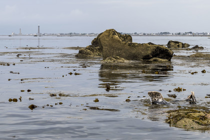 France, Finistère, Penmarch, Étocs archipelago, gray seal (halichoerus grypus), the Eckmuhl lighthouse on Pointe de Penmarch in the background
