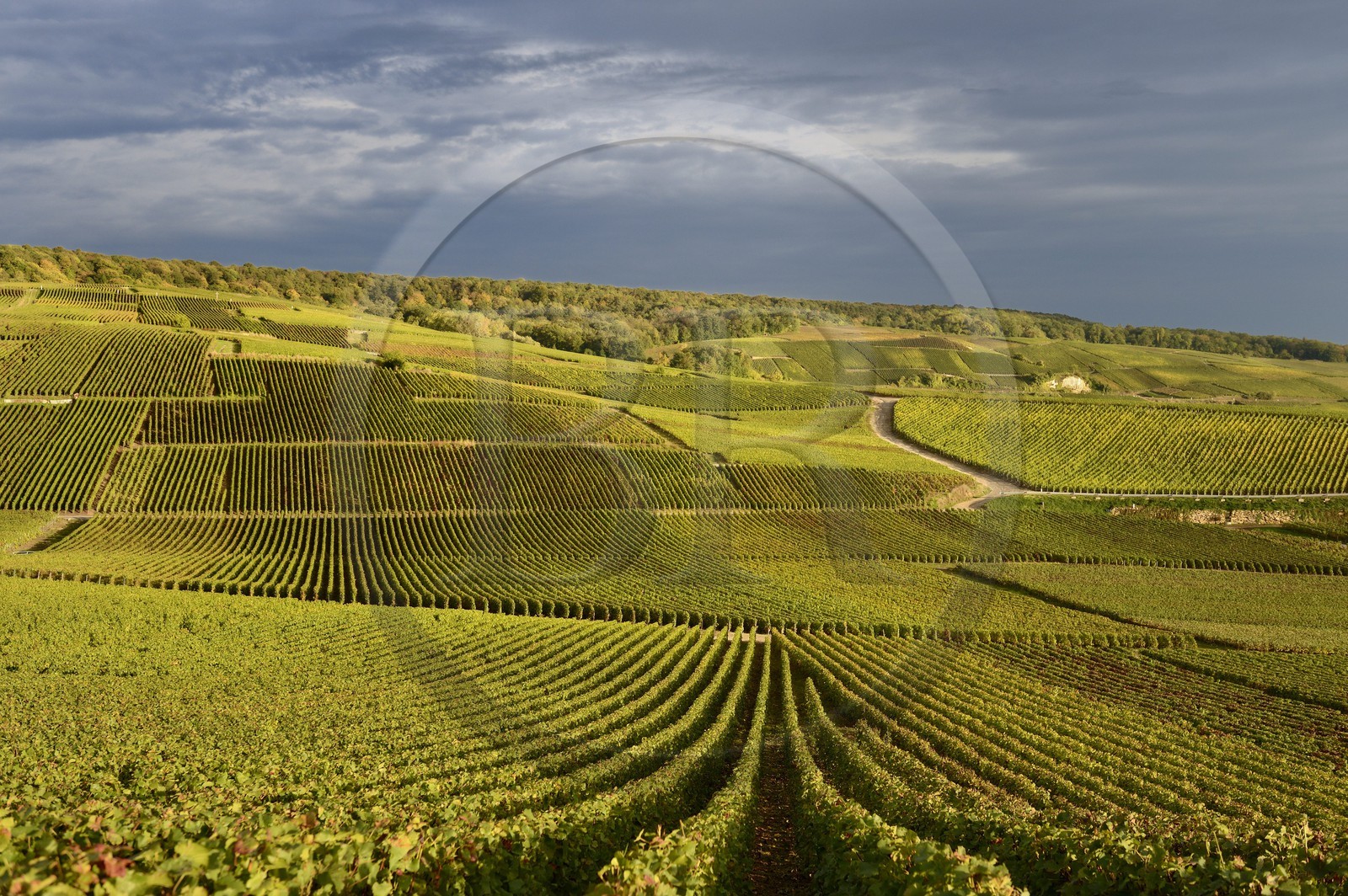 France, Marne, regional park of Montagne de Reims, Champillon, Champagne vineyards
