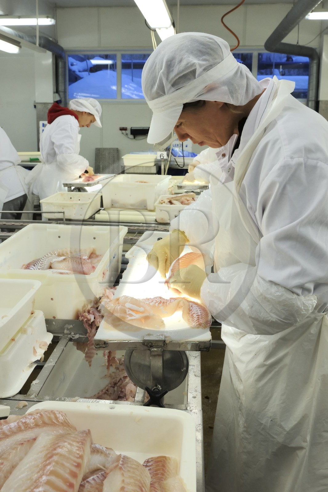 Norvège, Nordland, iles des Westeralen, village de Myre, usine de transformation du cabillaud skrei en filet