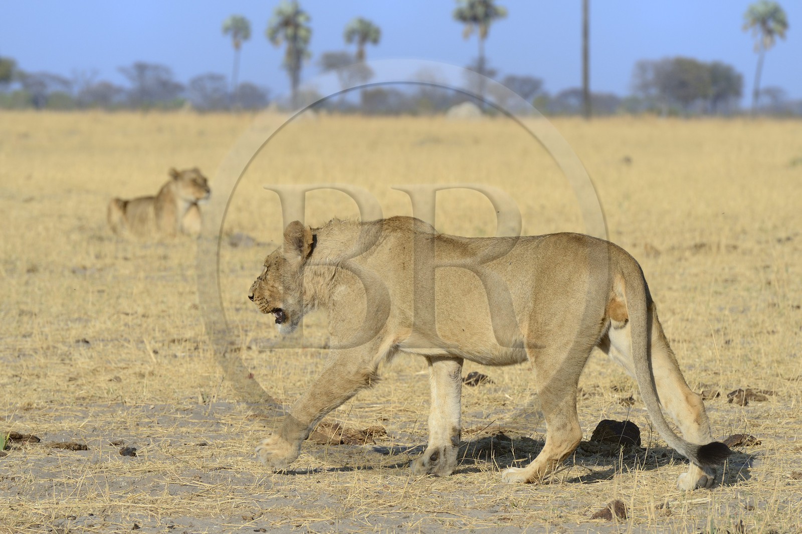 Zimbabwe, province de Matabeleland septentrional, parc national Hwange, groupe de lions (Panthera leo)
