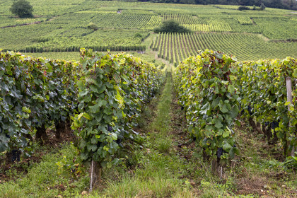 France, Cote d'Or, cultural Landscape of the climates of Burgundy listed as World Heritage by UNESCO, Route des Grands Crus (road of Vintage Wines), vineyard of the Côte de Nuits, Vosne Romanée, the vineyard of the Domaine de la Romanée-Conti