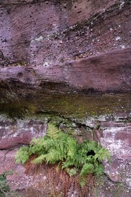 France, Bas-Rhin, Parc regional des Vosges du nord (Northern Vosges Regional Natural Park), La Petite Pierre, Rocher des Paiens (Rock of the Pagans), sandstone Puddingstone