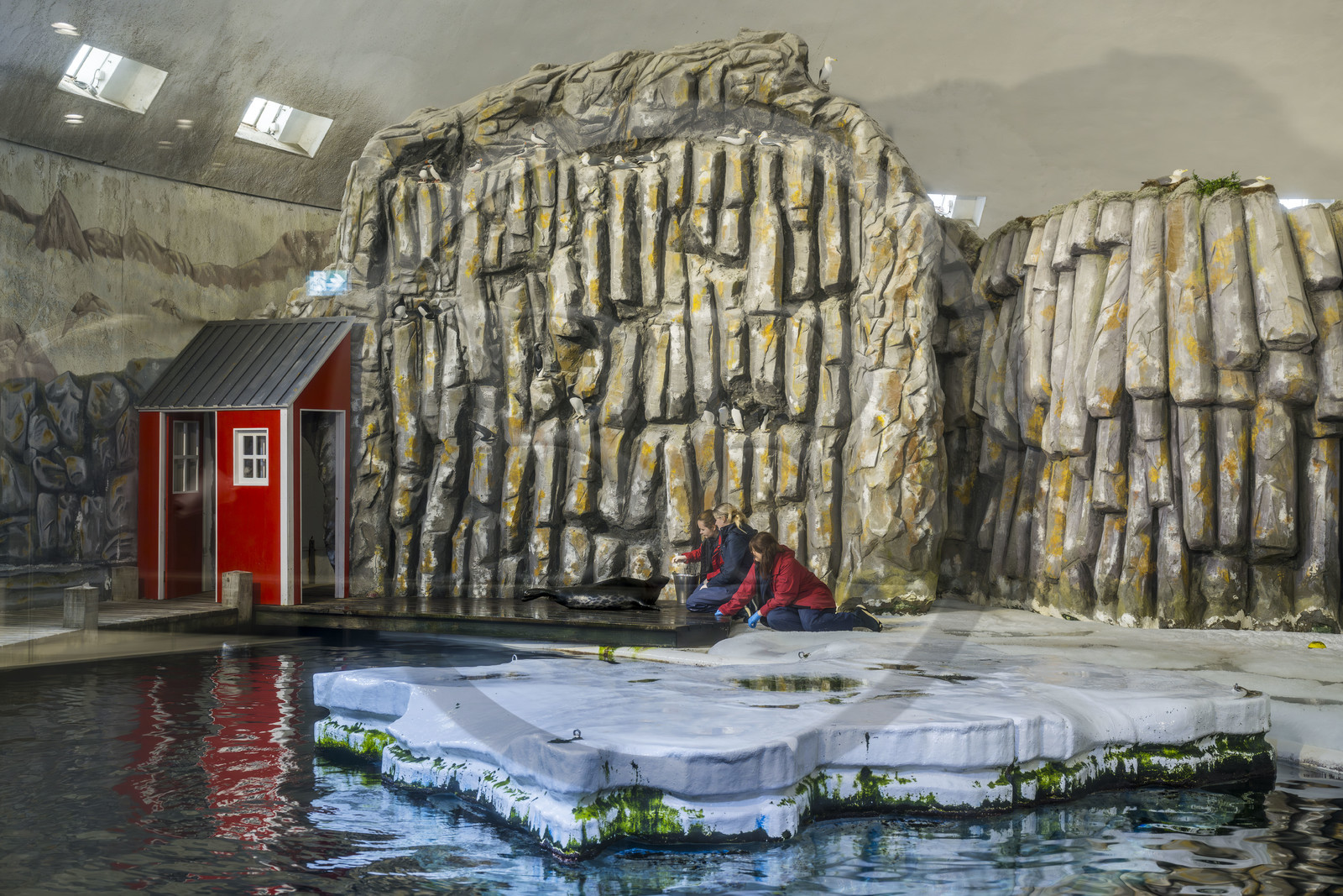 France, Finistère (29), Brest, Océanopolis, musée de la mer, phoque annelé ou phoque marbré (Pusa hispida) sur une reconstitution de banquise