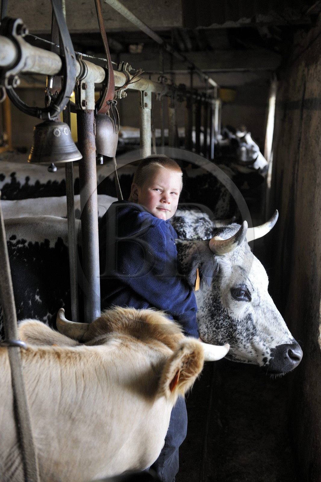 France, Haut-Rhin (68), la route des Crêtes vers Metzeral, ferme marcaire de Steinwasen, le fils Matter raccroche les cloches des vaches au retour des près