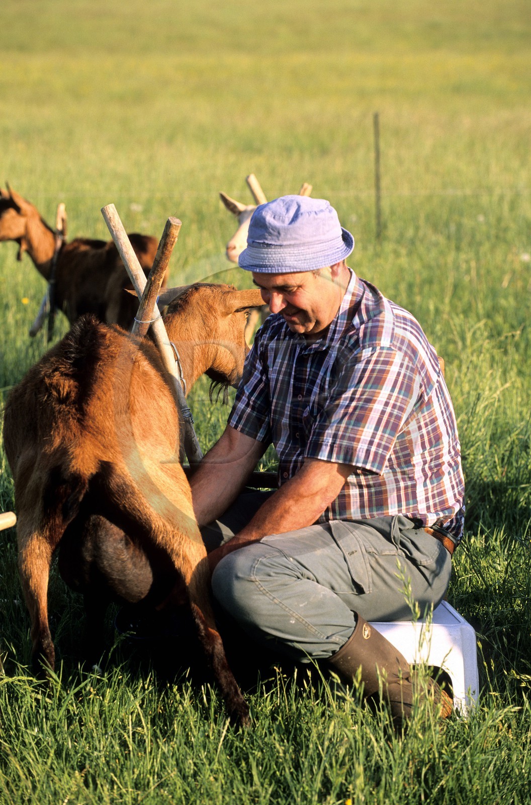 France, Saone et Loire, Cormartin area, milking of a goat