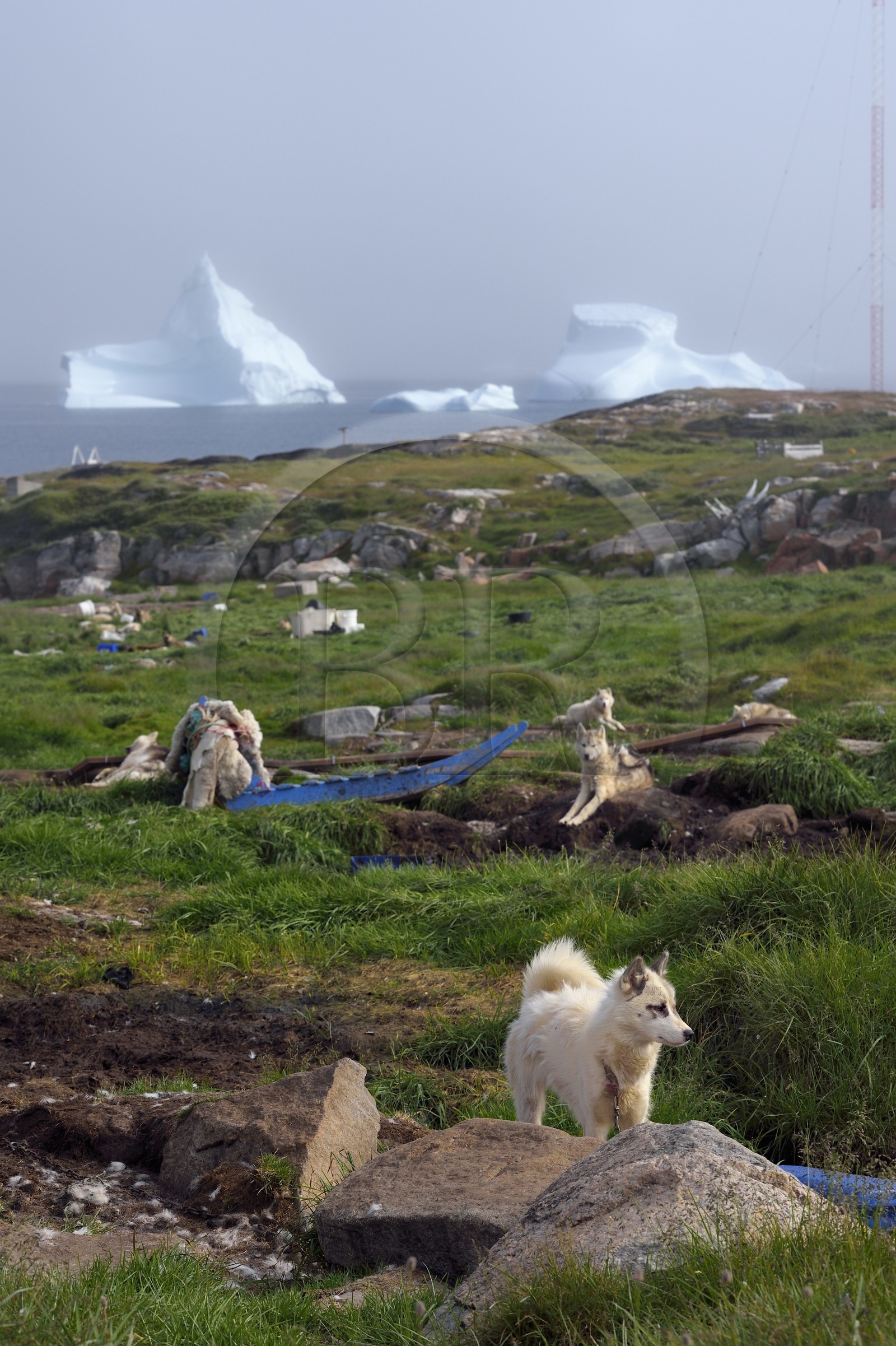 Groenland, cote ouest, Ile de Disko, Qeqertarsuaq, chiens de traineau et icebergs en arrière plan