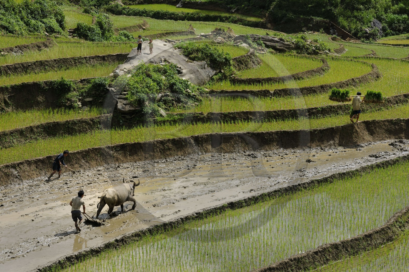Vietnam, Lao Cai province, Sapa district, farmer from the Black Hmong minority group ploughing a rice field in terraces with a buffalo