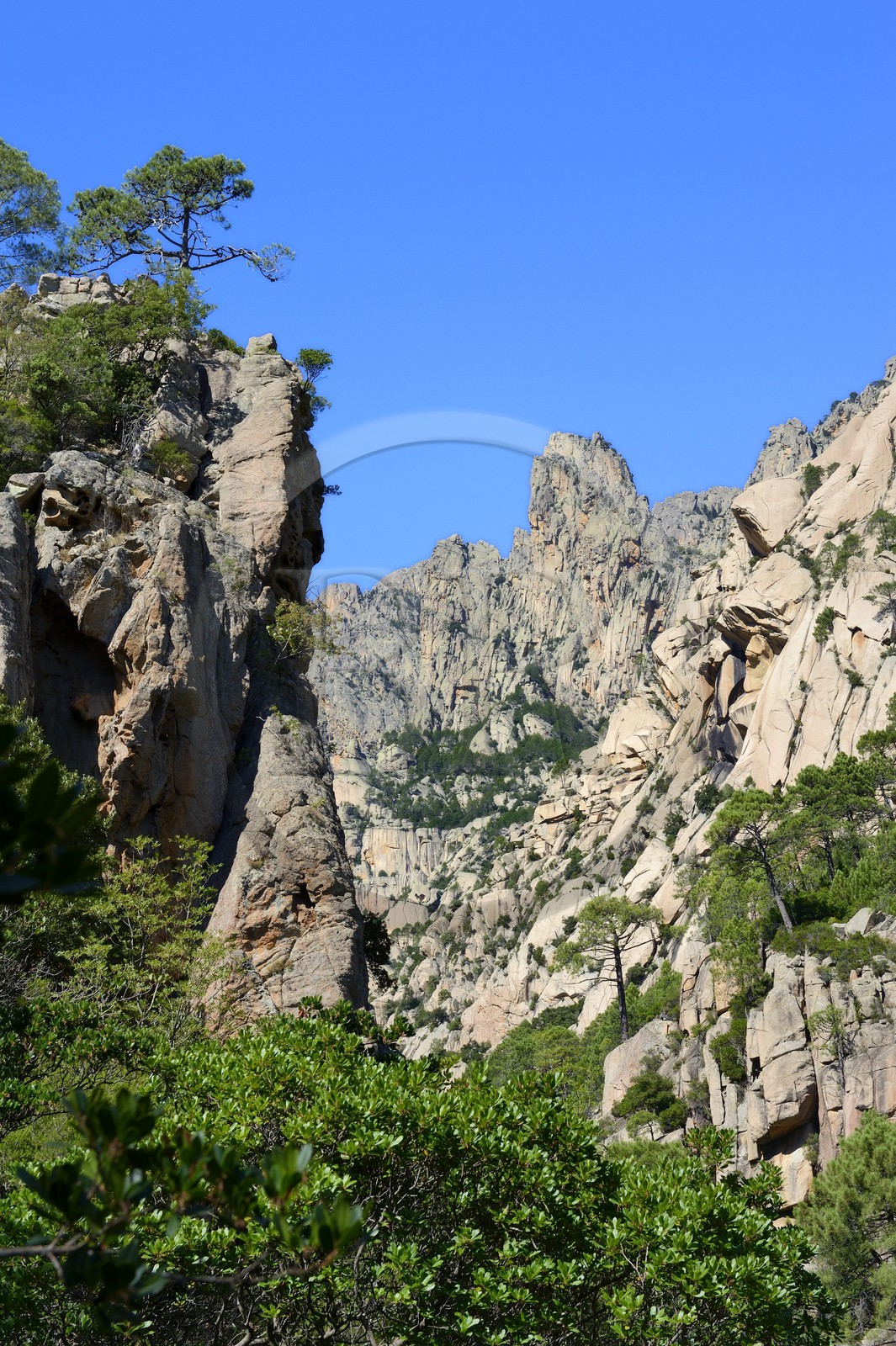 France, Corse-du-Sud (2A), Alta Rocca, Bavella, vallée de la rivière de Polischellu