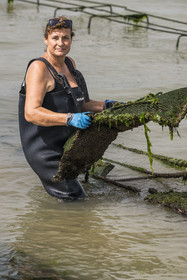 France, Charente Maritime, Oleron island, Dolus d’Oléron, the parks of the Marennes-Oléron basin in the Pertuis d'Antioche, Nadia Quillet returns pockets of crassostrea gigas in her oyster beds on a falling tide