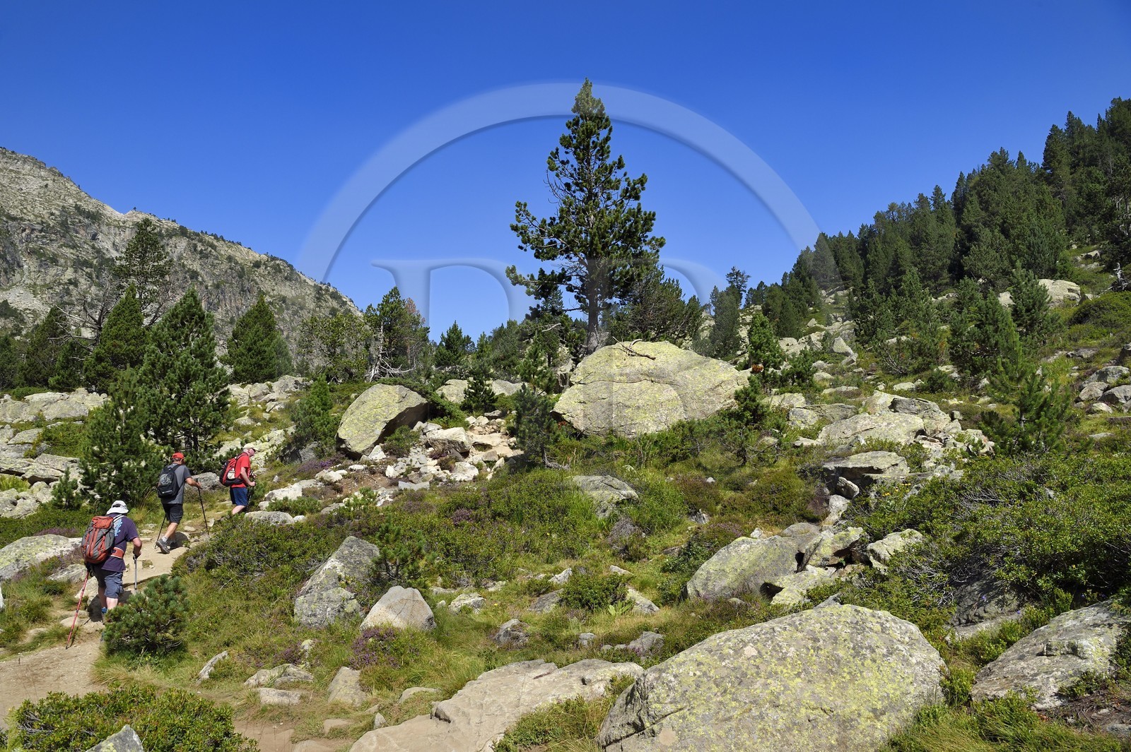 France, Hautes-Pyrénées (65), Saint-Lary-Soulan, Réserve naturelle nationale du Néouvielle, randonnée des lacs du Neouvielle, les Laquettes