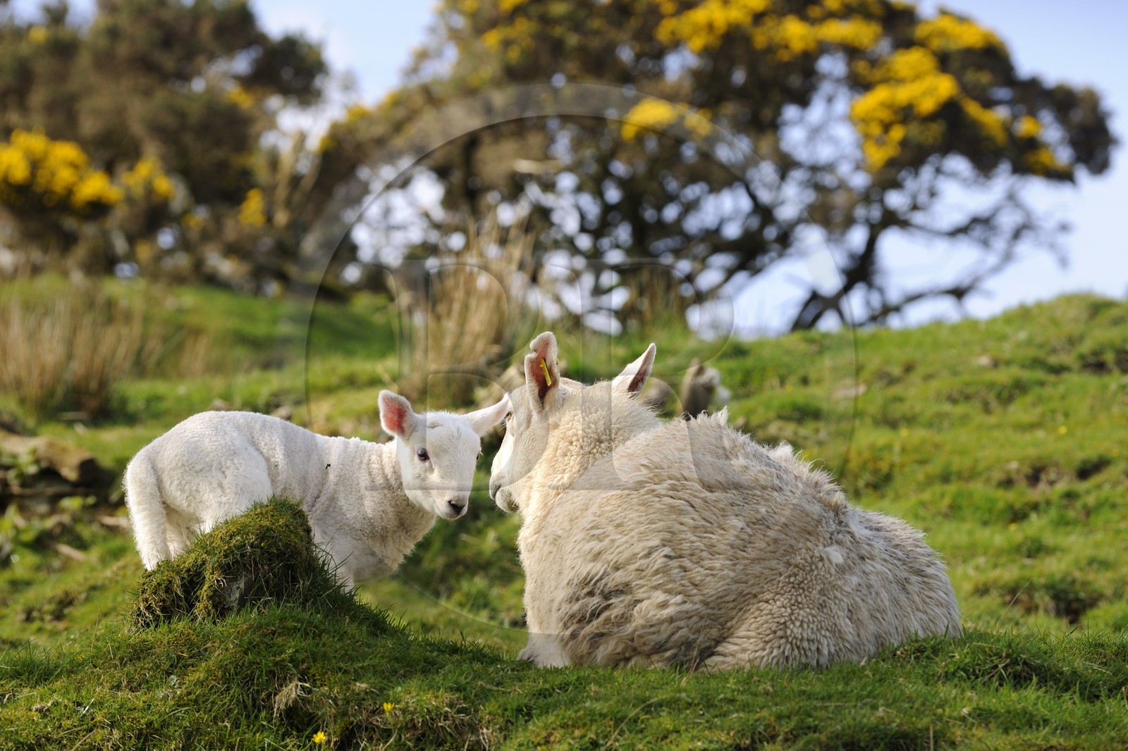 Royaume-Uni, Ecosse, région des Highlands, les Hébrides, île de Skye, mouton et son agneau
