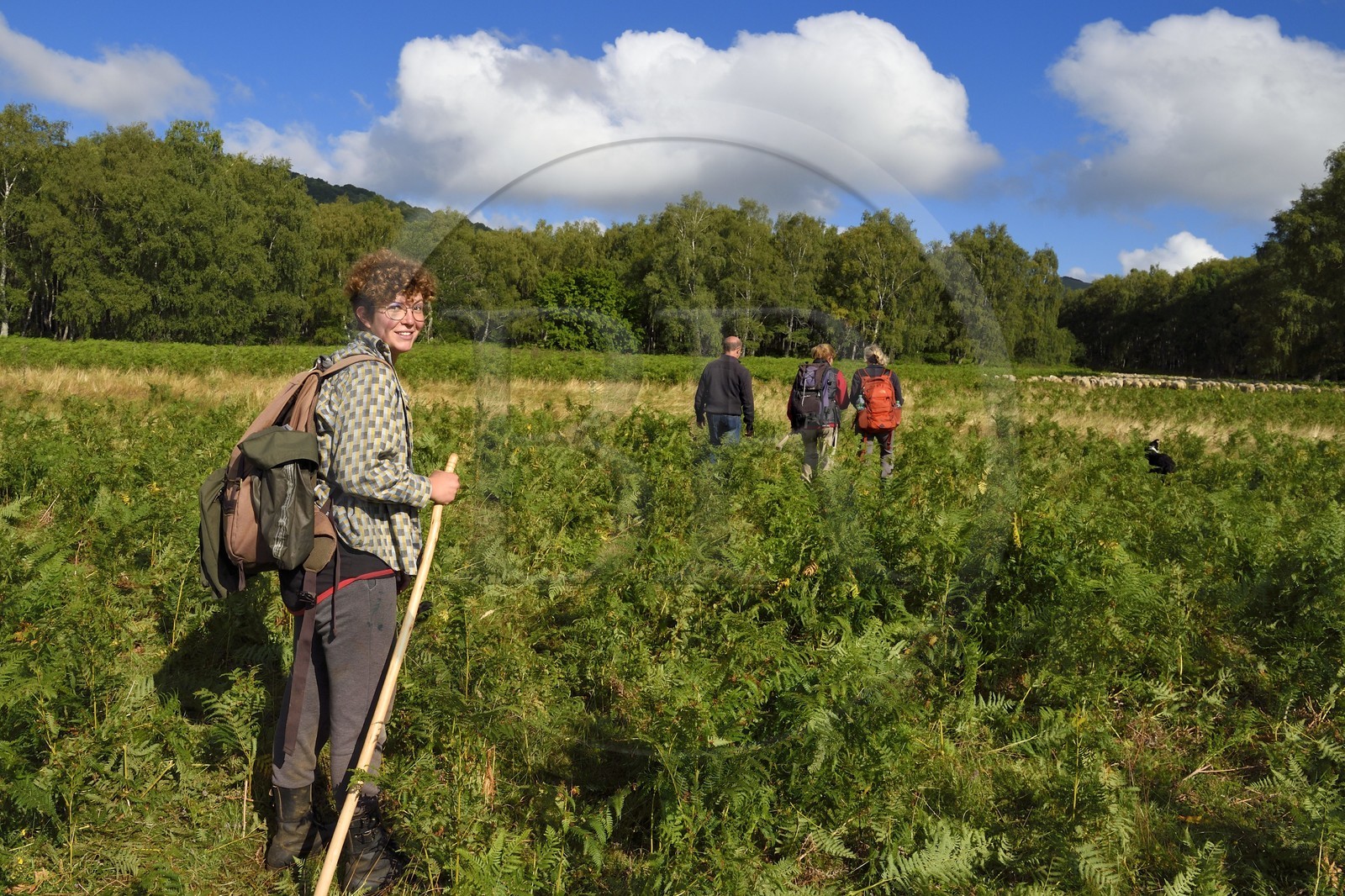 France, Puy de Dome, Parc Naturel Régional des Volcans d'Auvergne (regional nature park of Auvergne volcanoes), Chaine des Puys listed as World heritage by UNESCO, the shepherdess Charlotte Hevin with her dogs and a flock of Rava sheep at the foot of the Puy de Dôme volcano