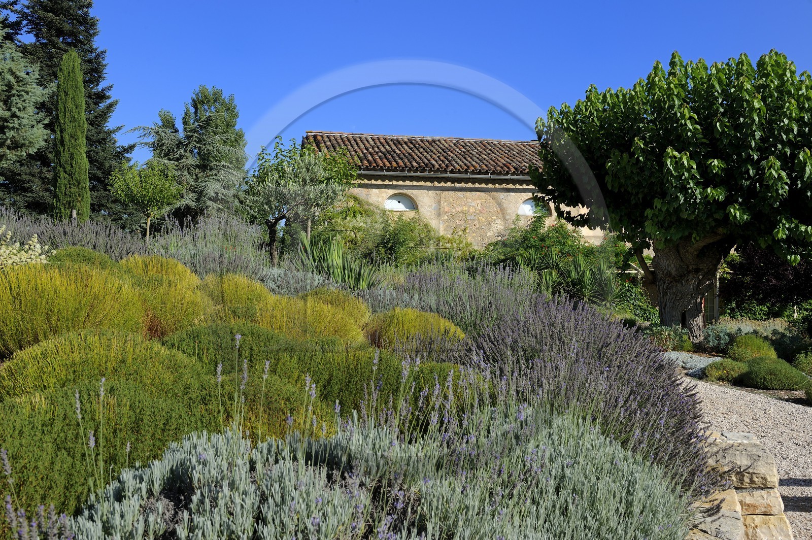France, Var, Provence Verte (Green Provence), Bras village next to Saint Maximin, Le Peyrourier Bed & Breakfast, une campagne en Provence