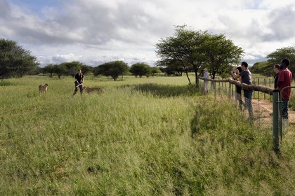 Namibia, Otjiwarongo, Cheetah Conservation Fund, research and education centre, observation of cheetahs (Acinonyx jubatus) from an enclosure), reward given in exchange of the lure that the cheetah has hunted