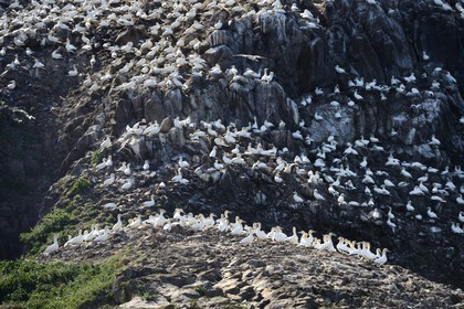 France, Cotes-d'Armor, Perros-Guirec, Sept-Iles Archipelago and bird sanctuary, Rouzic island, northern gannets colony (Morus bassanus), single point of nesting in France for more than 20,000 couples