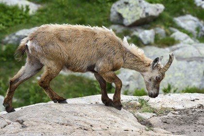 France, Alpes-Maritimes (06), parc national du Mercantour, vallée de la Valmasque, étagne, bouquetin (Capra ibex) femelle des Alpes