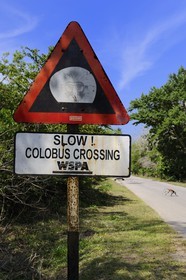 Tanzanie, archipel de Zanzibar, île de Unguja (Zanzibar), réserve naturelle de Jozani, passage de singes colobes rouges
