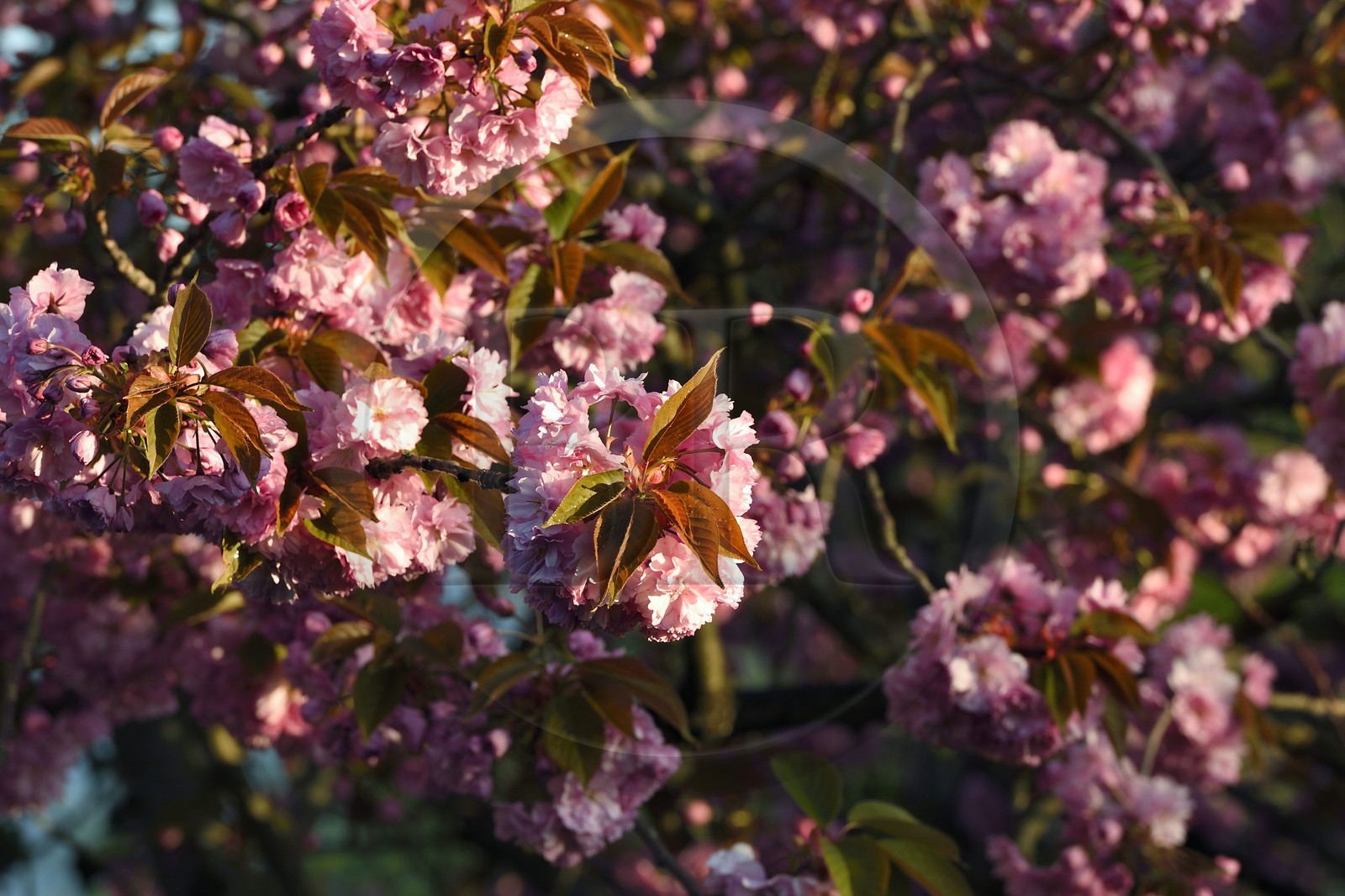 France, Val-de-Marne, Bry-sur-Marne, Japanese cherry tree (Prunus serrulata) in bloom