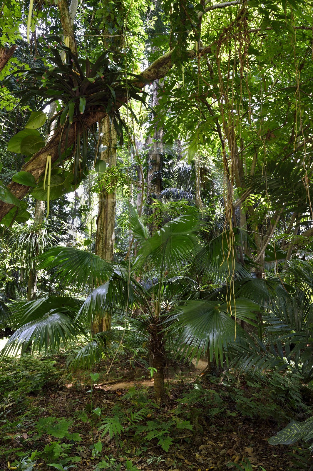 Sri Lanka, province du centre, Kandy, jardin botanique de Peradeniya, fougères et autres ptéridophytes