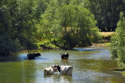 France, Meuse (55), Bannoncourt, vaches se baignant dans la Meuse