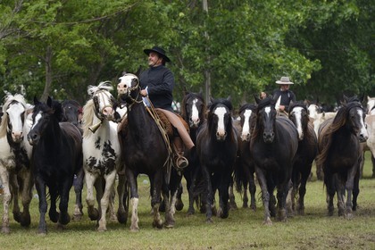 Argentine, province de Buenos Aires, San Antonio de Areco, fête du Jour de la Tradition (Dia de la Tradicion), figure appelée enchevêtrement de troupeaux (Entrevero de tropillas)