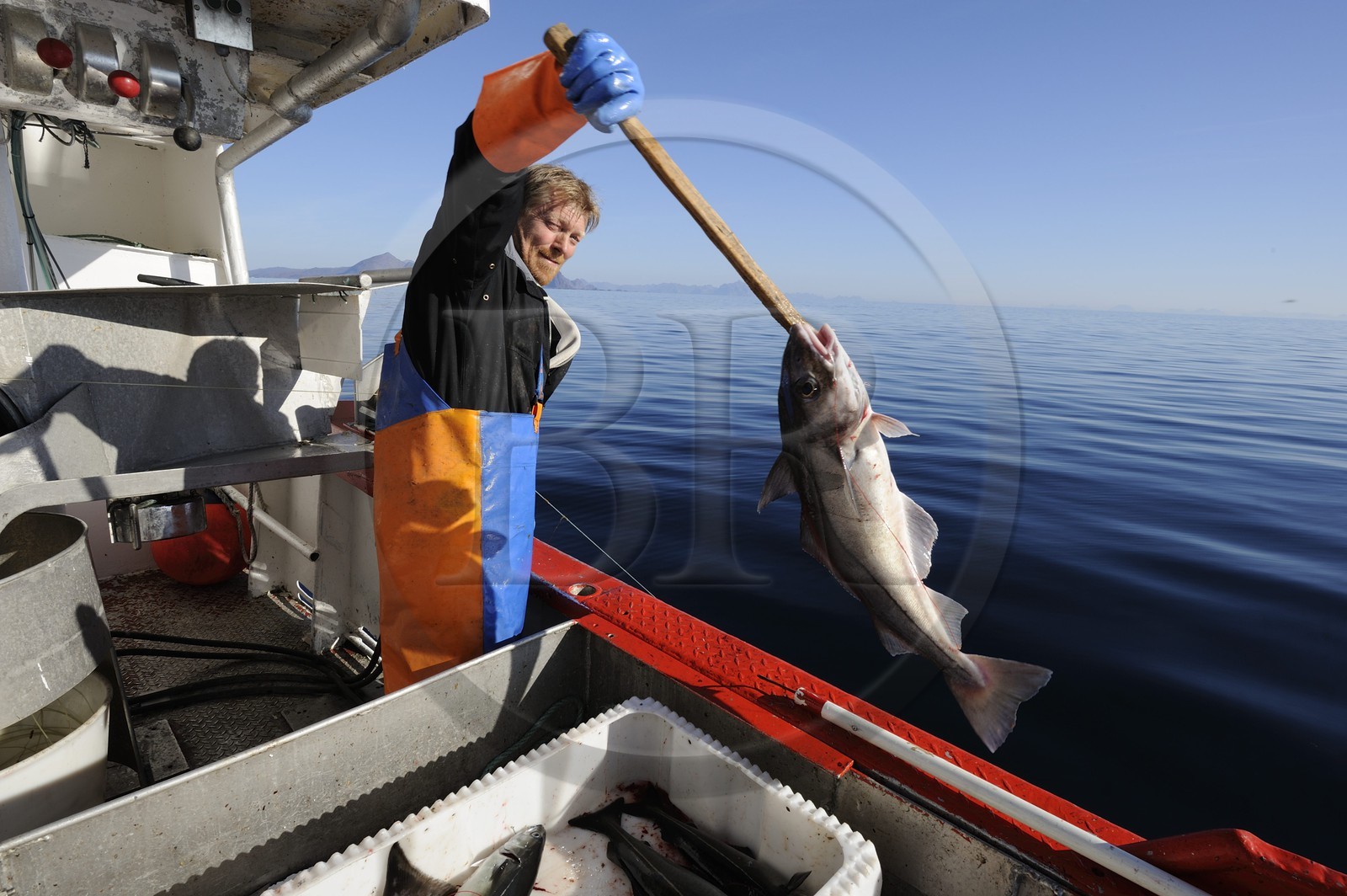 Norvège, Nordland, Îles Lofoten, pêche à la ligne professionnelle