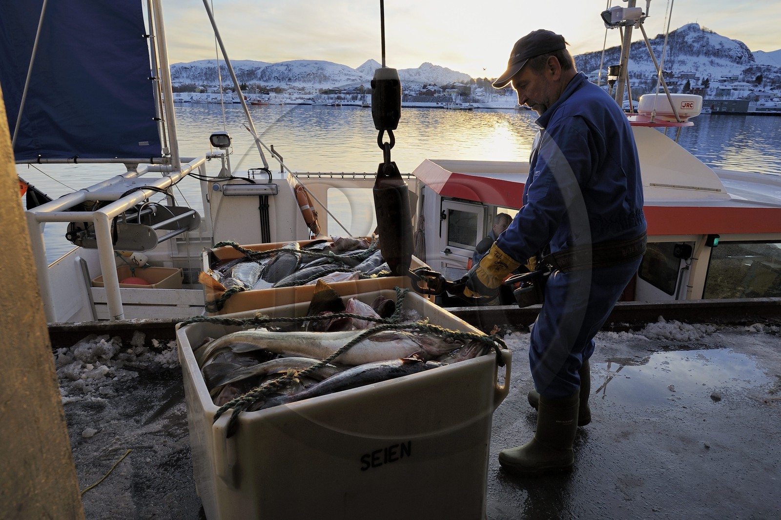 Norvège, Nordland, iles des Westeralen, port de Myre, débarquement du cabillaud skrei du bateau de pêche