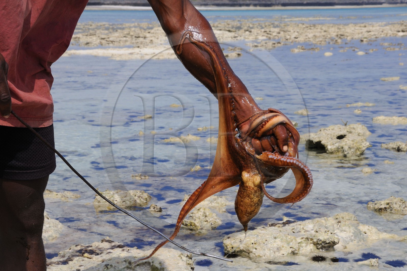 Tanzania, Zanzibar Archipelago, Unguja island (Zanzibar), southeast coast, Bwejuu, octopus fishing on the coral reef at low tide