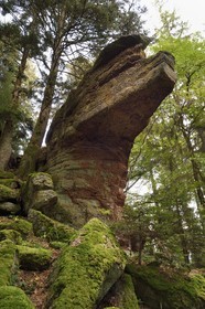 France, Haut Rhin, Thannenkirch, hiking in the Taennchel massif, site known as the Rocher Pointu