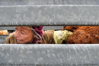 France, Cantal (15), plateau de Chastel-sur-Murat sur le chemin de Saint-Jacques de Compostelle par la Via Arverna, la vétérinaire Sylvie Calmels procède à un diagnostic de gestation sur des vaches Salers dans un corral de contention de l'enclos à bétail
