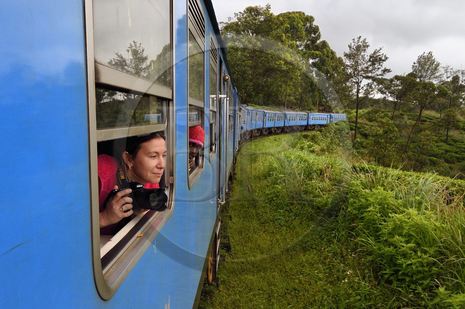 Sri Lanka, Province du Centre, trajet en train dans la région montagneuse de la culture du thé entre Hatton et Ella, plantations de thé dans la région de Watagoda