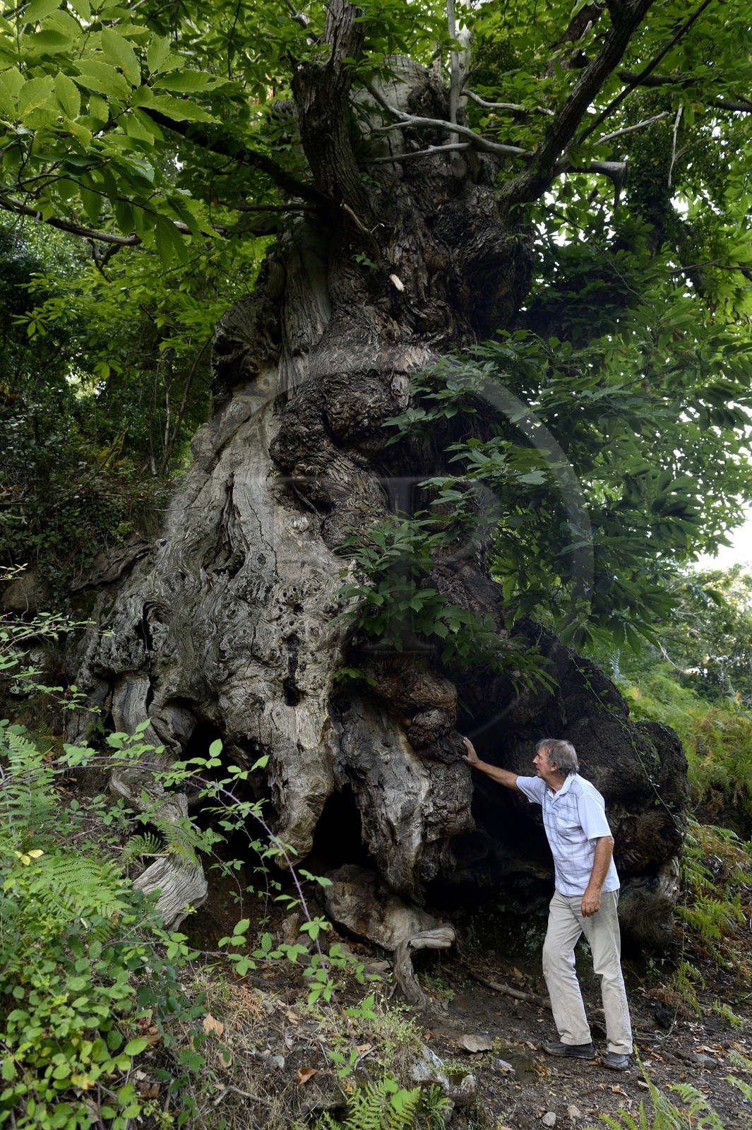 France, Haute-Corse (2B), Castagniccia, village de Carcheto, l'écrivain Jean-Claude Rogliano et le célèbre chataigner qui est le personnage principale de son livre Le berger des morts, Mal'Concilio
