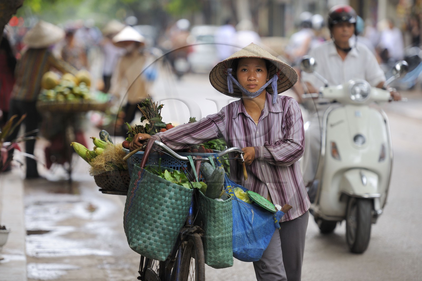 Vietnam, Hanoï, vieille ville, marchande de quatre saisons à vélo