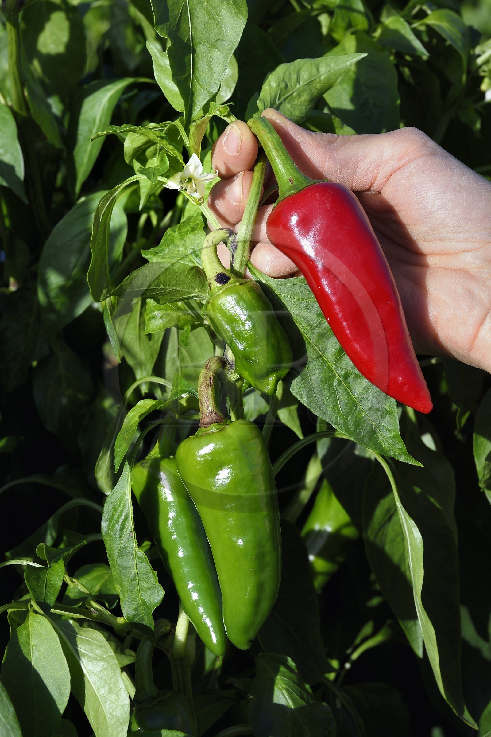 France, Pyrénées-Atlantiques (64), Pays-Basque, Espelette, champ de piments d'Espelette, le piment vert devient rouge à maturation