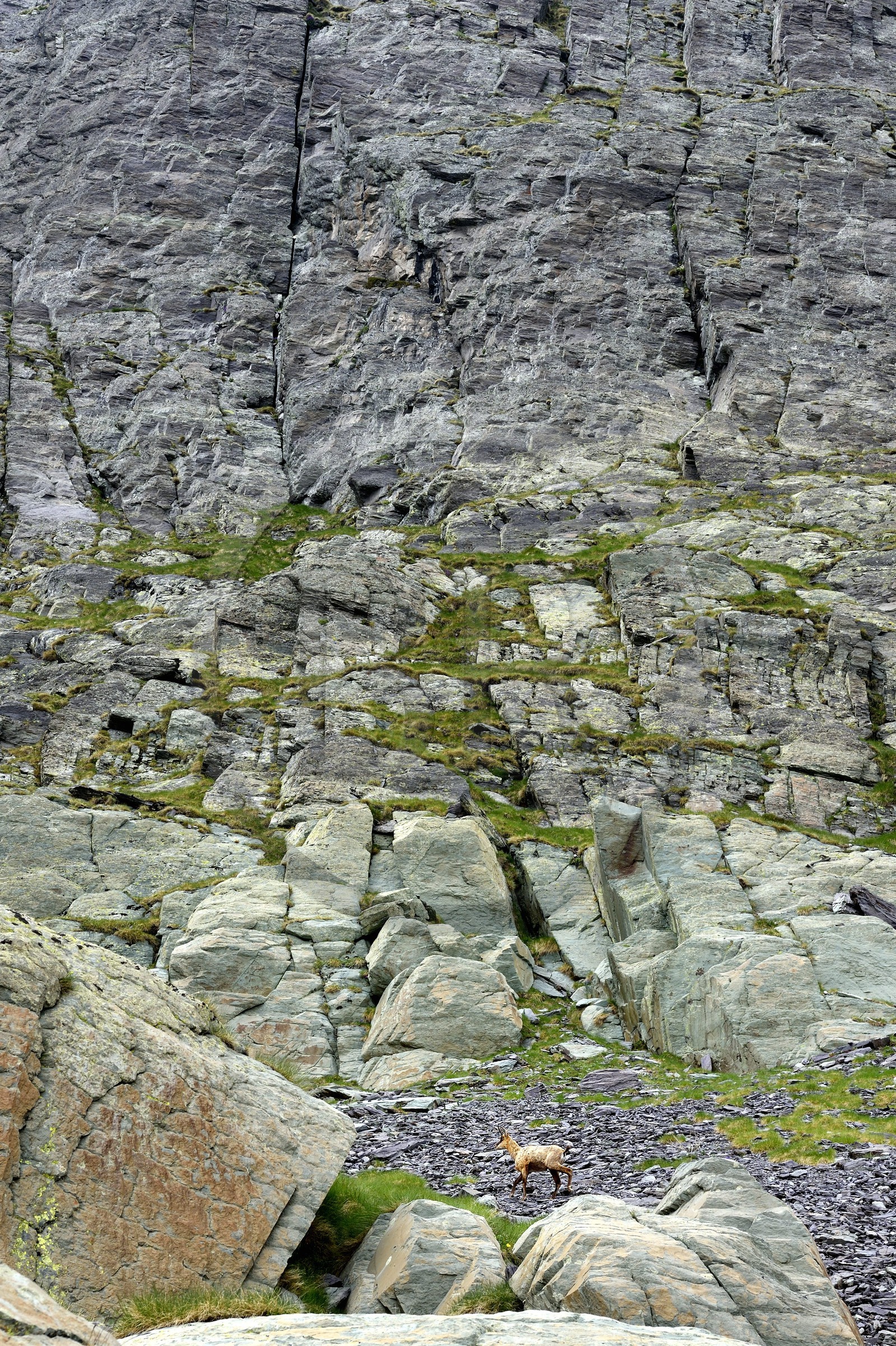 France, Alpes-Maritimes (06), parc national du Mercantour, Vallée des Merveilles vers le Pas de l'Arpette, chamois