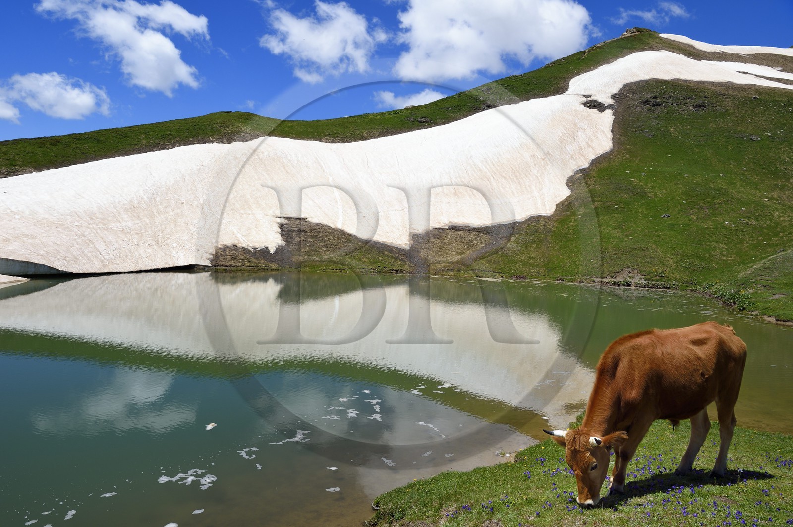 Géorgie, Haute Svanétie (Zemo Svaneti), Mestia, vache au bord du lac Koruldi sur les contrefort du mont Ouchba (Ushba)