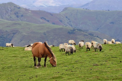 France, Pyrénées-Atlantiques (64), Pays-Basque, chemin de Saint-Jacques de Compostelle sur le GR 65 entre Saint-Jean-Pied-de-Port et Roncevaux, troupeau de brebis manech tête noire et poney pottok