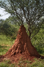 Namibie, Otjiwarongo, Cheetah Conservation Fund, centre de recherche et d'éducation, termitière