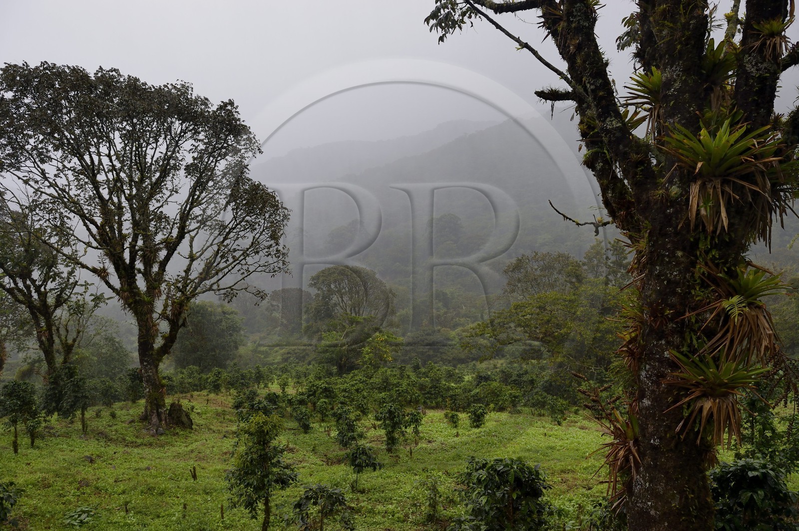 Panama, Chiriqui province, Boquete, Coffee Plantation Finca Lerida, on the slopes of Volcan Baru