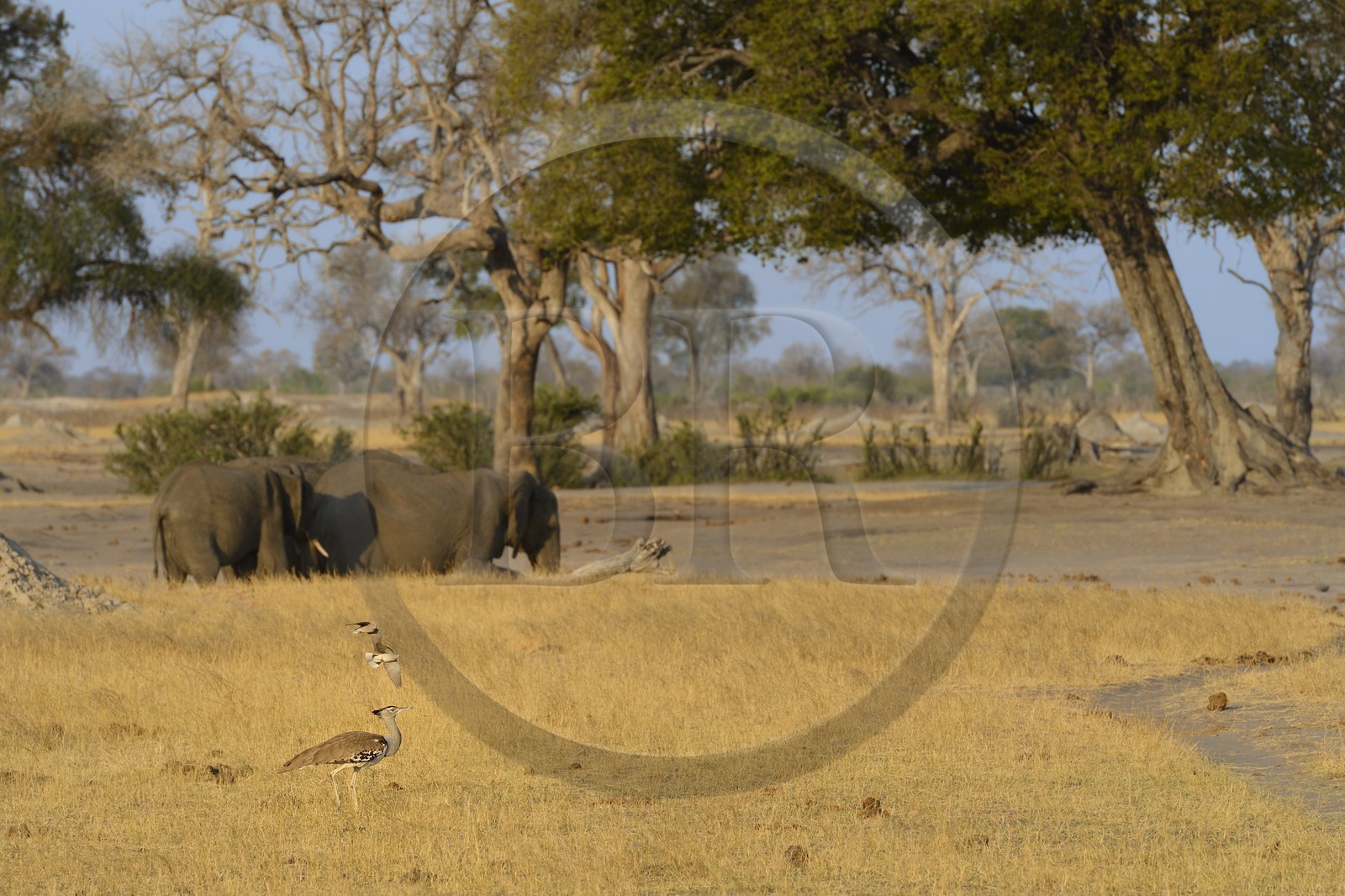 Zimbabwe, province de Matabeleland septentrional, parc national Hwange, éléphants sauvages d'Afrique (Loxodonta africana) dans la savane