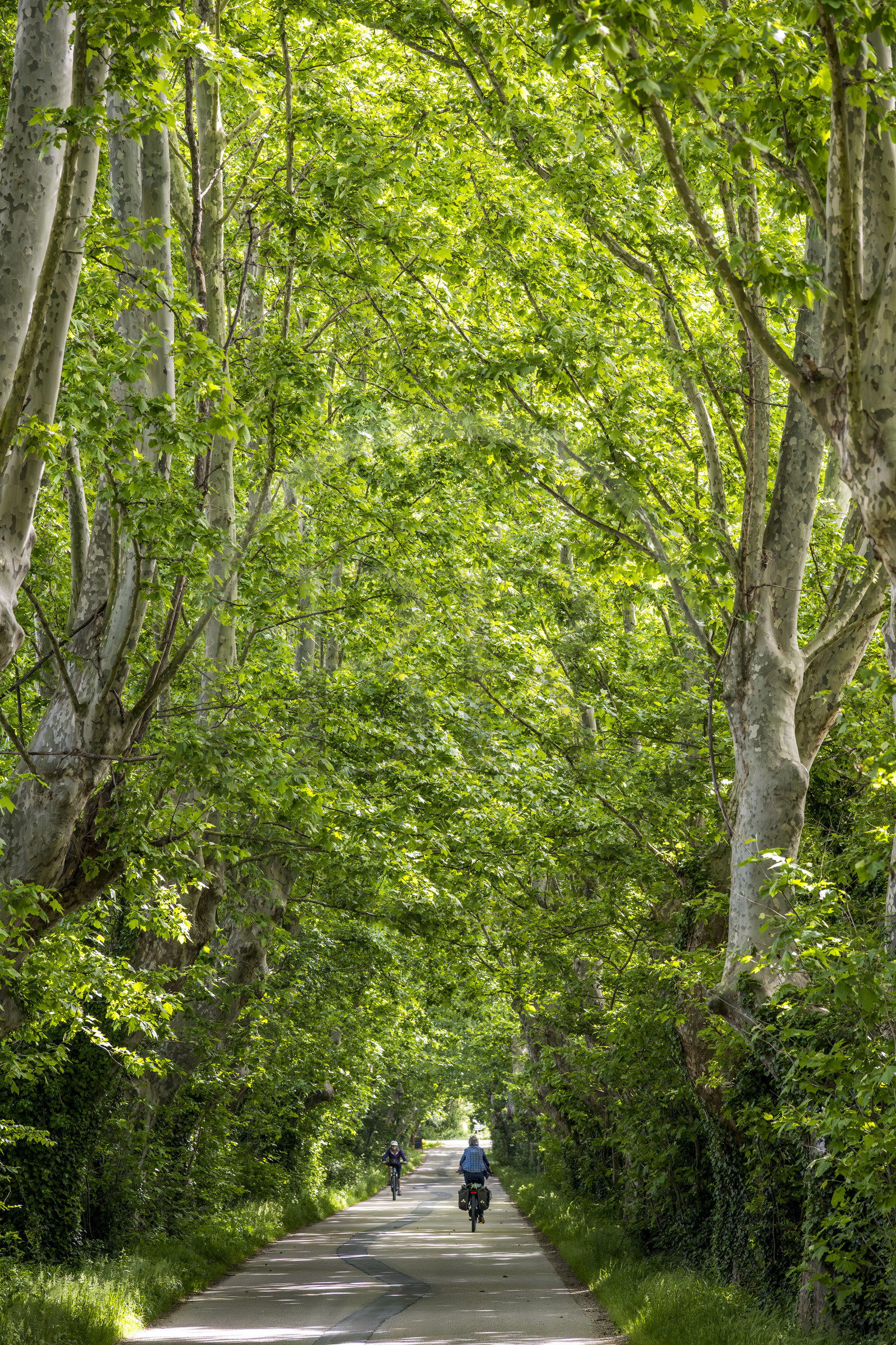 France, Vaucluse (84), Sorgues, véloroute ViaRhona, cyclistes à l'ombre des platanes sur l'île de l'Oiselay sur le Rhone