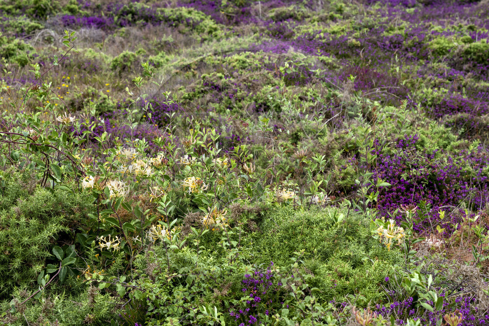 France, Morbihan, Groix Island, the Pointe de Pen-Men nature reserve, wandering heather (Erica vagans) and honeysuckle are among the priority protected plants