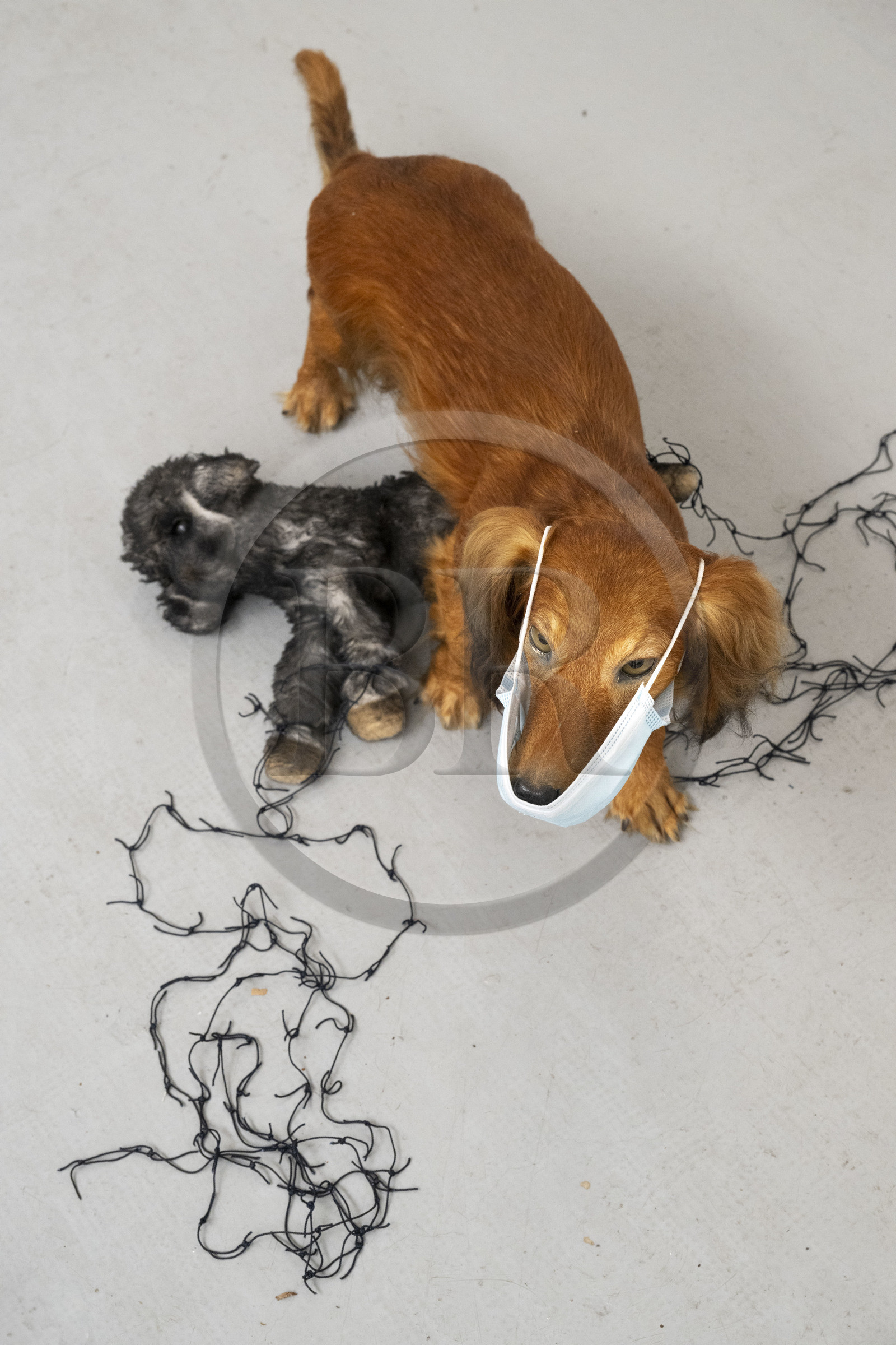 France, Hauts-de-Seine (92), Malakoff, oeuvres en cours dans l'atelier de l'artiste Annette Messager