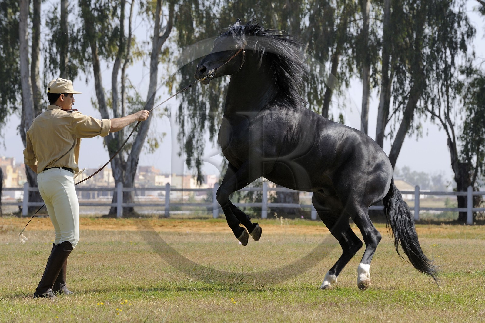 Maroc, région de Meknès-Tafilalet, haras royal de Meknès, pur sang arabe-barbe Oumas