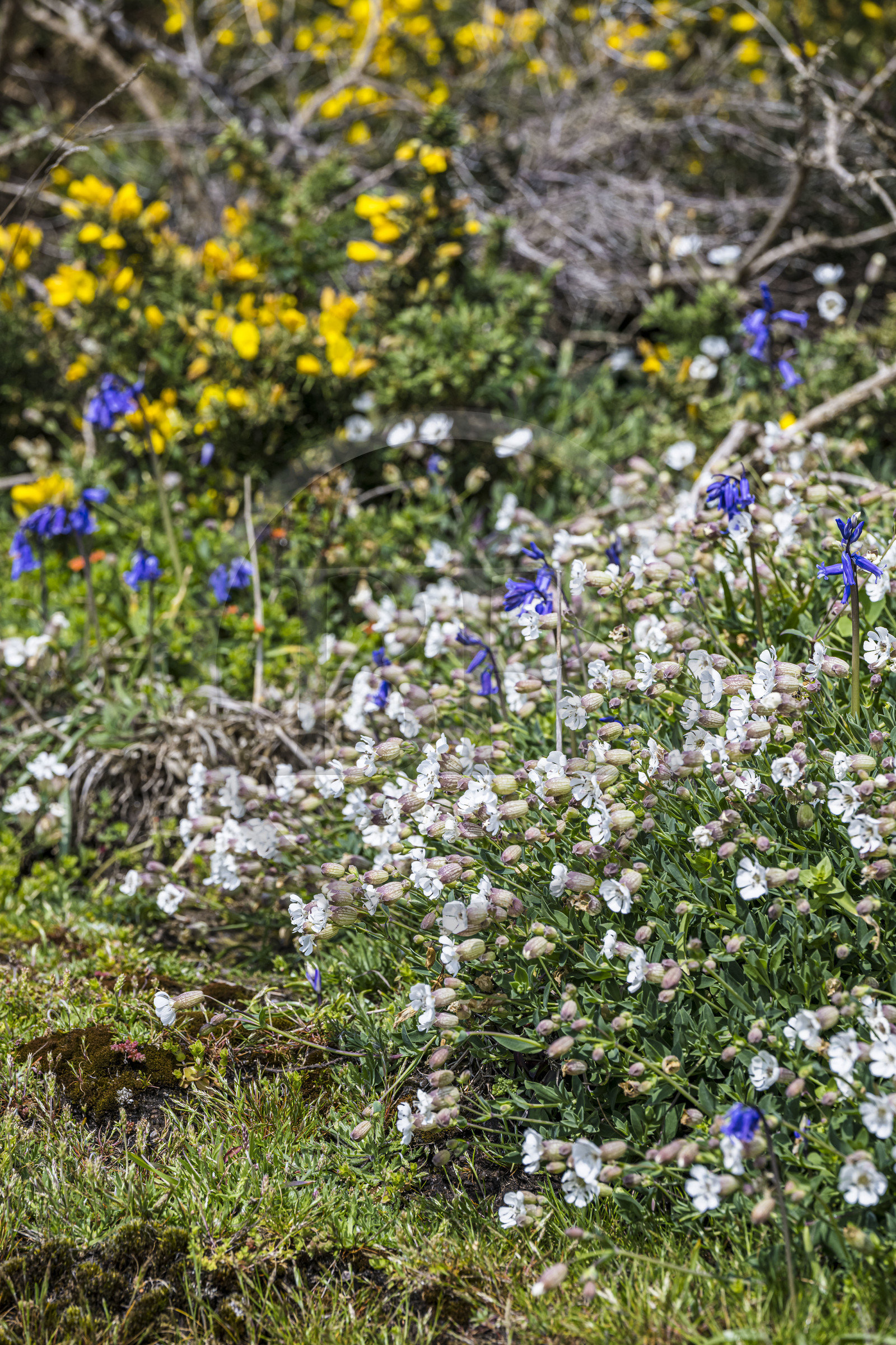 France, Côtes-d'Armor (22), Côte de Granit Rose, Trébeurden, Ile Millau, fleurs au printemps