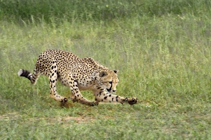 Namibia, Otjiwarongo, Cheetah Conservation Fund, research and education centre, cheetah (Acinonyx jubatus) chasing a lure to help give them exercise and keep them fit
