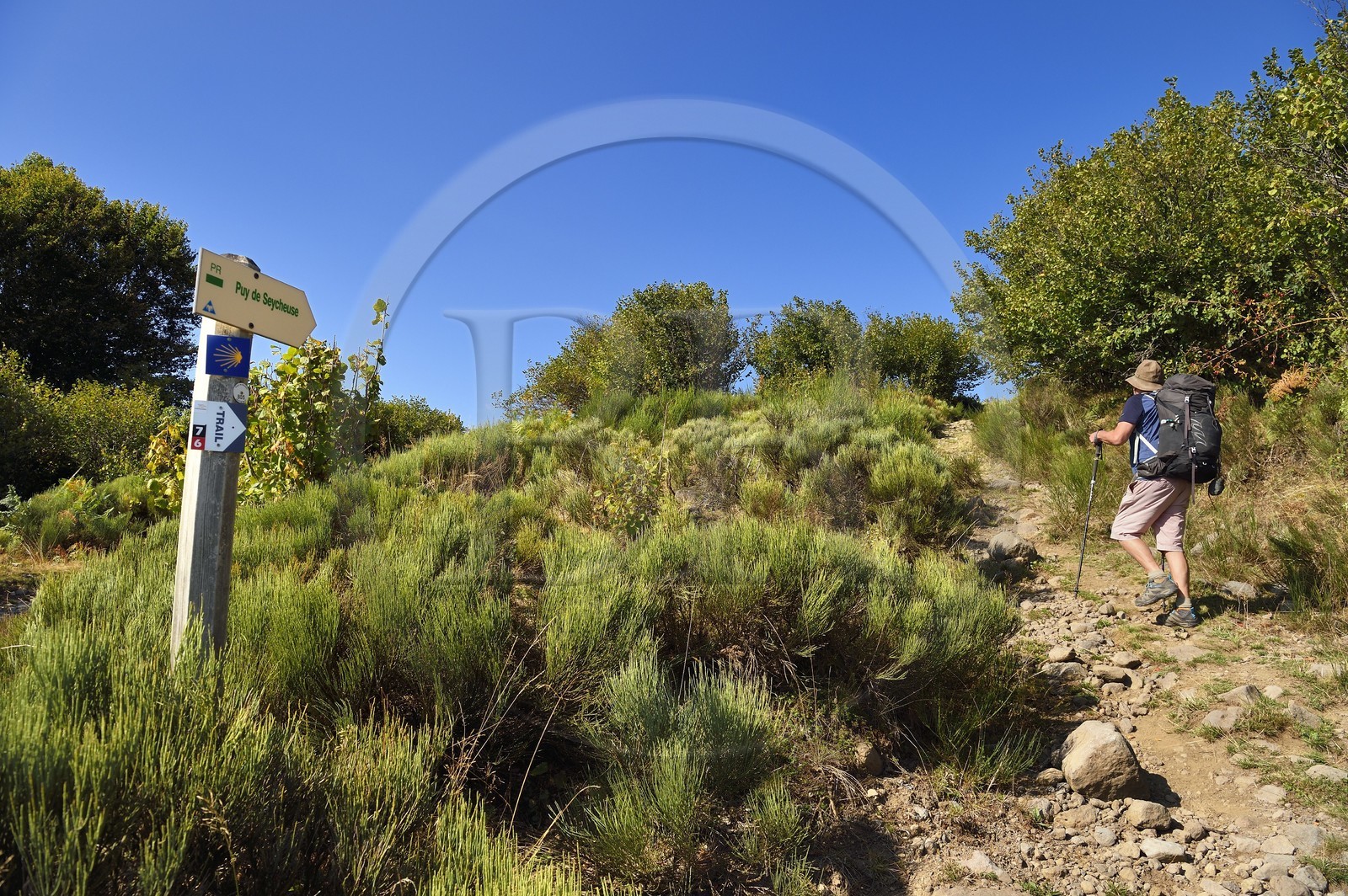France, Cantal, Parc Naturel Régional des Volcans d'Auvergne (regional nature park of Auvergne volcanoes), Laveissière, on the Way of St. James to Santiago de Compostela by Via Arverna, hikers on the slopes of Puy de Seycheuse