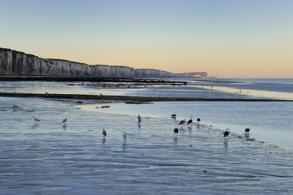 France, Seine-Maritime (76), Veules-les-Roses, goélands sur la plage et les falaises à l'aube