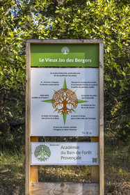 France, Var (83), Provence Verte, Bras, Académie du Bain de Forêt Provençale, forêt du domaine Le Peyrourier - une campagne en Provence
