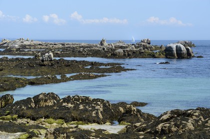 France, Finistère (29), La Foret Fouesnant, archipel des Glénan, Ile aux Moutons